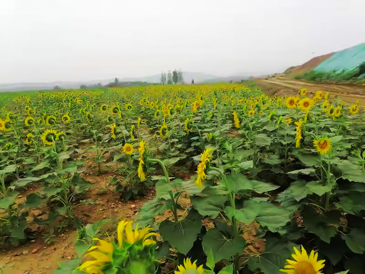 鹤壁市淇滨区南太行地区山水林田湖草生态?；ば薷垂こ? title=